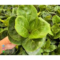 ราคา ไทรใบสัก ต้นไม้ฟอกอากาศ ของมันต้องมี (6244069940)