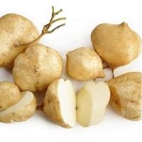 ราคา 20 เมล็ด เมล็ดมันแกว(มันสะเภา) (หัวใหญ่ เนื้อขาวฉ่ำ รสชาติหวานกรอบอร่อย ทานสดได้เลยหรือทำเมนูอื่นๆได้หลากหลาย) (18284244447)