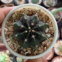 ราคา กระบองเพชร ยิมโน เพาะเมล็ด (ลูกผสมเขียว-ม่วง) (5132436008)