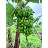 ราคา กล้วยหอมเตี้ย หน่อกล้วยหอมเตี้ย สายพันธ์แท้ (21782730573)