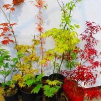 ราคา ขนเมเปิ้ลเมเปิ้ลแดงฤดูใบไม้ผลิสีทองต้นกล้าเมเปิ้ลแดงจอร์แดนหลากหลายพืชในสวนระเบียงในร่ม (25440224265)