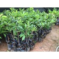 ราคา ต้นละมุดสาลี่ยักษ์ ต้นเสียบยอด ผลใหญ่มาก ความสูง35 ซม. 1 ปีติดผล ปลูกในกระถางได้ (16887828940)