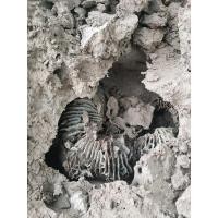 ราคา จาวปลวก​ แท้​100% จุลินทรีย์​จาวปลวก​ ขนาด100กรัม​ (8446476275)