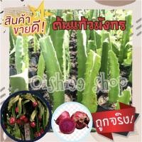 ราคา ต้นแก้วมังกร!!! แก้วมังกรขายแบบกิ่งพันธ์ุ #กิ่งใหญ่กิ่งโต #พันธุ์เนื้อสีแดงม่วง #มีรสหวาน ผลดกปักชำง่าย (5กิ่ง/แพ็ค) (11974158332)