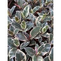 ราคา ต้นยางอินเดีย ด่างขาว/ด่างชมพู/ดำ #ไม้ฟอกอากาศ (7946931611)