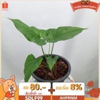 ราคา เสน่ห์จันทร์ศรีมหาโพธิ์ ว่านเสน่ห์จันทร์มหาโพธิ์ (10746878962)