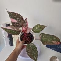 ราคา philodendron pink princess galaxy พิ้งกาแลกซี่สวยทุกต้นค่ะ (24458631042)