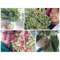 ราคา หมากนวล ปาล์มเยอรมัน ขายต้นกล้าถอน 1 ชุด 50 ต้น 100 บาท(สำหรับปลูก) (47552622347)