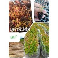 ราคา ต้นเบี้ยยูคาลิปตัสขนาดความสูง 5-10 เซน เพาะง่ายโตเร็ว ทนแล้ง ชุดราคา 100 ต้น 89 บาท เก็บเกี่ยวผลผลิตได้เร็ว (26386674521)