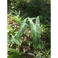 ราคา ต้นพญาจงอางต้นไม้มงคล (7694413943)