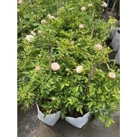 ราคา กุหลาบ ซัมเมอร์สโนว์ (16957221105)