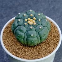 ราคา Astrophytum Asterias Kikko - แอสโตรไฟตัม แอสทีเรียส กิ๊กโก๊ะ (51103458694)