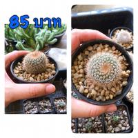 ราคา โนโตแคคตัส ในกระถาง 3 นิ้ว ส่งแบบถอดกระถาง ไม้น่าสะม (11408870091)