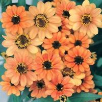 ราคา 100 เมล็ด ดอกบานชื่น บานชื่นหนู บานชื่นฝรั่ง กระดุม ดอกเล็ก Zinnia Seeds สายพันธุ์กระดุม สีส้มโอรส (41673791080)