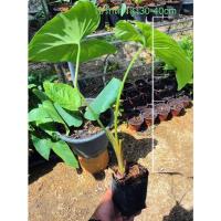 ราคา ต้นว่านเสน่ห์จันทร์เขียวป่า รากออกเต็มพร้อมปลูก ใบใหญ่ ขนาดไซร้กลางสูง30-40cm รอด100% (17218492744)