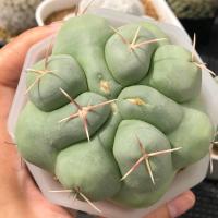 ราคา เทโลแคคตัส สวยๆ | แคคตัส Cactus | กระบองเพชร (19281593751)