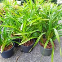 ราคา เพชรหึง ว่านหางช้างใต้ กระถาง ขนาด 8 นิ้ว กอ 2-3 หน่อ (5451830358)