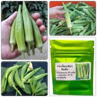 ราคา เมล็ดพันธุ์ กระเจี๊ยบเขียวคิมสัน บรรจุ 40 เมล็ด ของแท้จ้า (26175109907)