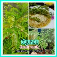 ราคา สมุยหอม ยอดหมุย kerry leaf ยอดมันหวานชิมแล้วต้องติดใจ ผักเครื่องเคียง ทั้งขนมจีน แกงน้ำเคยปักษ์ใต้ แกงไตปลา หรอยแรงได้ใจ (5336932953)