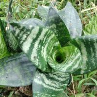 ราคา ต้นลิ้นมังกรแคระ ไม้ฟอกอากาศ (23373341249)