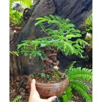 ราคา บอนไซมะขามในกระถางดินเผา (8247118507)