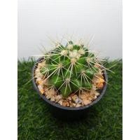 ราคา ถังทอง Echinocactus grusoniiขนาดกระถาง 7 Cm. (8282106805)