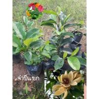 ราคา ต้นจำปีแขก ไม้ไทยดอกหอม จำปีแขก ขนาดต้น 40-60ซม. (14793282621)