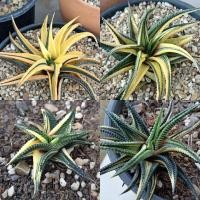 ราคา ไม้อวบน้ำ ฮาโวเทีย ม้าเวียน (ด่าง) Haworthia limifolia variegate (4351846389)