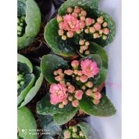 ราคา กุหลาบหิน เสริมดวงความรัก ชีวิตคู่ ปลูกแล้ว จะร่ำรวยเป็นเศรษฐี ถุงดำ พร้อมปลูก ยังไม่มีดอก บางต้นมีแล้วคะ ส่งคละสี (5770222778)