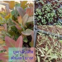 ราคา ต้นกล้ายูคาลิปตัสต้นละ1บาทชุด200ต้นพันธุ์ออสเตรเลียเค7 (22759279638)