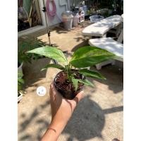 ราคา เดหลีด่าง ต้นเบบี๋ (10350508064)