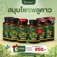 ราคา พลูคาวสมุนไพรพ่อสุวรรณ (54402454909)
