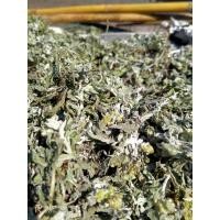 ราคา ต้นชิวคัก หญ้าชิวคัก ชูคัก หญ้านางนวล 100กรัม (20996265770)