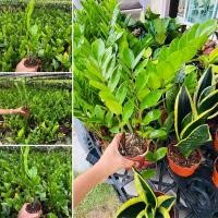 ราคา กวักมรกต พร้อมส่งทั้งกระถาง (8245076964)