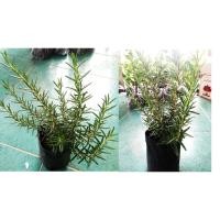 ราคา ต้นพันธ์ุโรสเมรี่ ต้นโรสเมรี่ (7800396145)