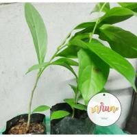 ราคา ต้นใบมะเม่า ต้นส้มเม่า แบบชำถุง (28719363378)