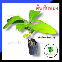 ราคา ต้นสักทอง กล้าไม้พร้อมปลูก TAWEE PANTMAI ต้นไม้ตายระหว่างขนส่ง เคลมฟรี ทุกกรณี ต้นสัก (4237043537)