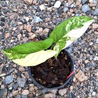 ราคา (ต้นตามรูป) เงินไหลมาด่างเหลือง Syngonium Aurea Variegated (ต้นตามรูป) (22451896950)