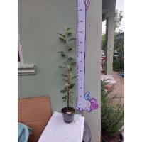 ราคา แอปเปิ้ลเสียบยอดสายพันธุ์แจ๊ส (10026852015)