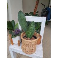 ราคา คลีบปลาวาฬ ต้นไม้ฟอกอากาศ ทนร่ม ตั้งไว้ในบ้านหรือห้องนอนได้ (3486782255)