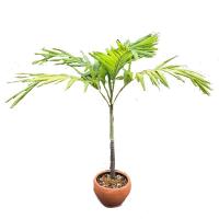 ราคา ต้นหมากเหลือง ต้นไม้ประดับ ไม้บังแดด ต้นไม้สูง ราคาถูก ขายเฉพาะต้นไม้ ถอดกระถางดินเผาออก (8964431224)