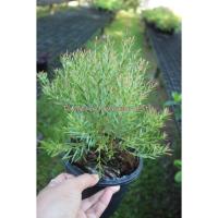 ราคา ต้นสนหอม สนไล่ยุงEllwood's Gold (9472157150)