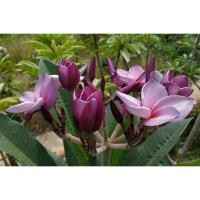 ราคา ต้นลีลาวดีสีม่วง ม่วงกลิ่นกุหลาบ (20985546844)