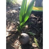 ราคา หน่อมะพร้าวน้ำหอมใบเตยแท้ (20939460336)