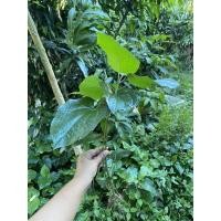 ราคา ต้นชะพลู ต้นชะพลูพร้อมราก ชุด 10ต้น (4191829818)