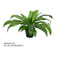 ราคา ต้นวาสนา   ต้นไม้เสริมโชคลาภ สิริมงคล (3914333539)