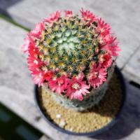 ราคา แมมมิลาเรีย ขนนกเหลือง แมมขนนกเหลือง ดอกสีแดง (หายาก) (8103816354)