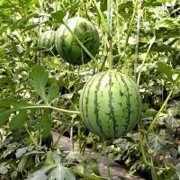 ราคา Super Sweet Yellow Watermelon Seeds เมล็ดพันธุ์แตงโม - อัตรางอกสูง 10 เมล็ด โกลเด้นสวีท ตอปิโดลูกผสม ควีนเลดี้ Watermelo (46104320057)