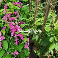 ราคา ต้นพวงชมพู ไม้เลื้อย สุง80 เซน-1เมตร Mexican Coral Vine,Coral Creeper - Antigonon leptopus (21053011269)