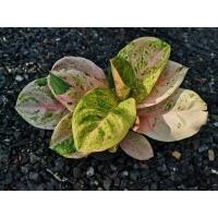 ราคา Aglaonema กำไลทอง อโกลนีมา แก้วกาญจนา จัดส่งต้นในภาพค่ะ (15298083471)